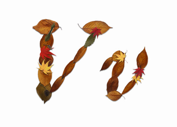 Roman letters drawn using dead leaves. They can be used for a variety of purposes, such as using them alone as symbols or combining them to draw words.