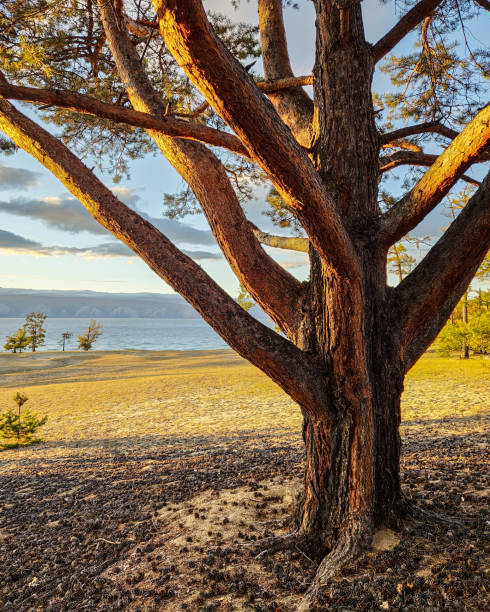 istock A pine tree on a sandy cliff. An idyllic pine tree, blown by all the winds. A pine tree with a curved trunk on the seashore. a strange twisted tree on the shore of a pond in the autumn forest. 2182982896