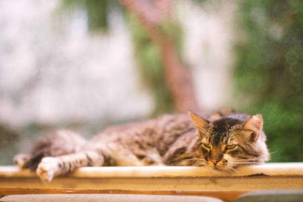 A relaxed tabby cat lying on a wall with a blurred background, captured with a shallow depth of field for a peaceful, soft effect.