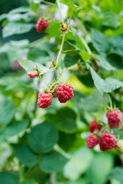 istock Branch with ripe raspberry in the garden 2182987356