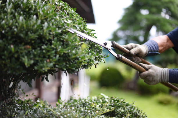 istock A man taking care of garden trees 2182987977