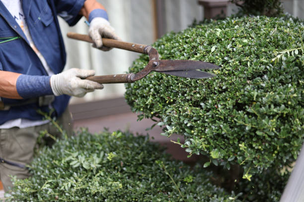 istock A man taking care of garden trees 2182988069