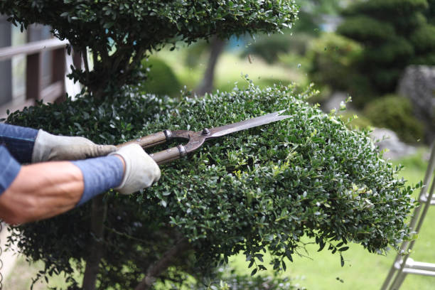 istock A man taking care of garden trees 2182988076