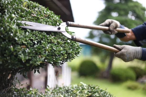 istock A man taking care of garden trees 2182988086