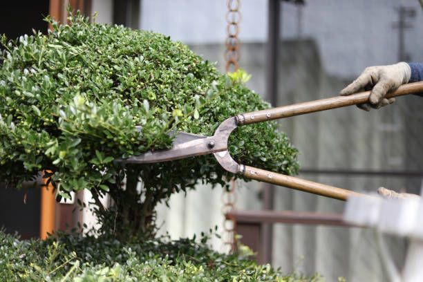 istock A man taking care of garden trees 2182988094