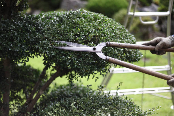 istock A man taking care of garden trees 2182988142
