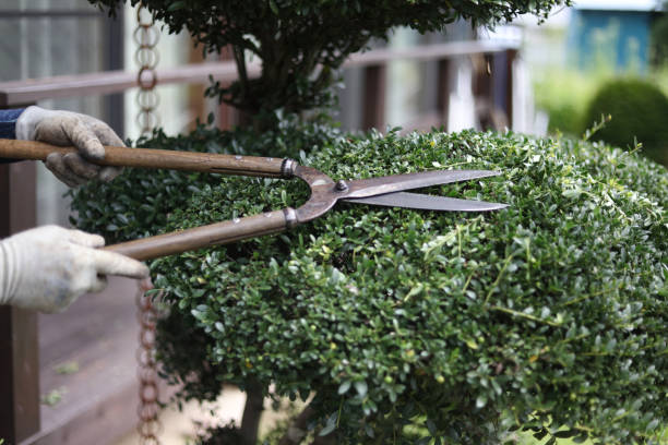 istock A man taking care of garden trees 2182988169