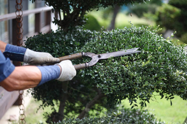 istock A man taking care of garden trees 2182988180