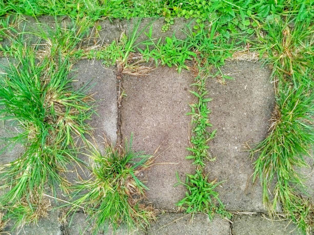 istock grass and stone in the garden 2182988192