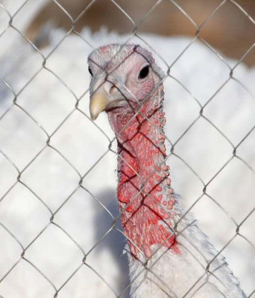istock A turkey is standing in a pen with a chain link fence 2182988573