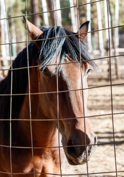 istock A horse is looking at the camera through a wire fence 2182988627