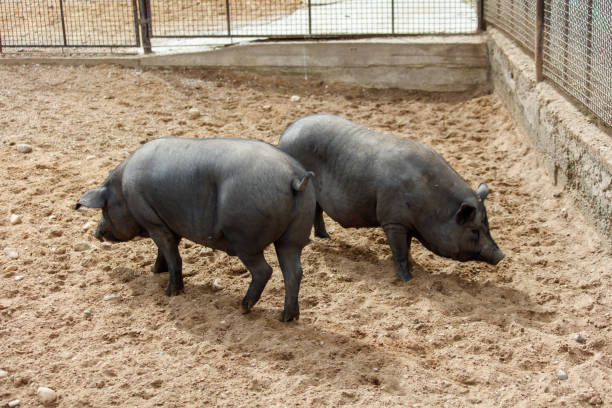 Two black pigs are walking in a dirt field.