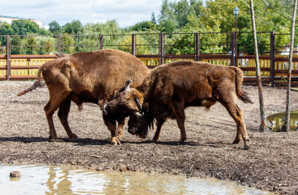 istock Two bisons are fighting in the park 2182989061