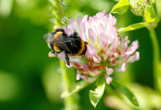 istock Bee on a pink clover flower. Macro 2182989228