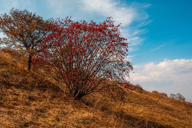 beautiful autumn in mountains
