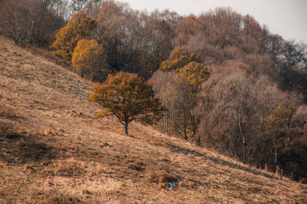 beautiful autumn in mountains