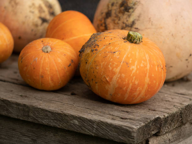 istock Array of Assorted Pumpkins Arranged on a Rustic Wooden Background. Home entrance decorated for autumn. Autumnal festivities decor of exterior building. Old rural house. pumpkins in various sizes. 2182991987