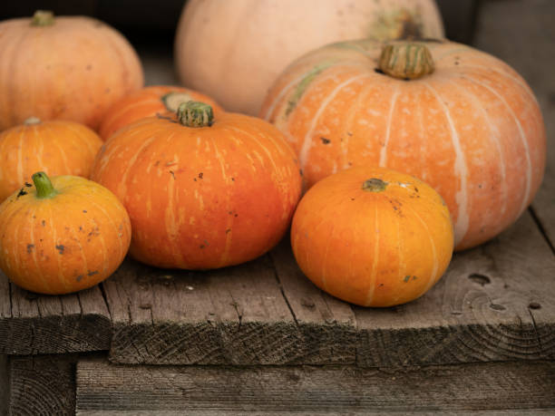 Array of Assorted Pumpkins Arranged on a Rustic Wooden Background. Home entrance decorated for autumn. Autumnal festivities decor of exterior building. Old rural house. pumpkins in various sizes.