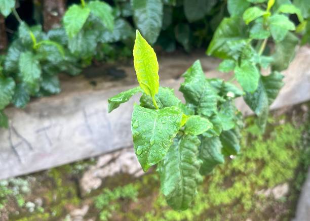 istock green leaves with water droplets from raindrops 2182992239