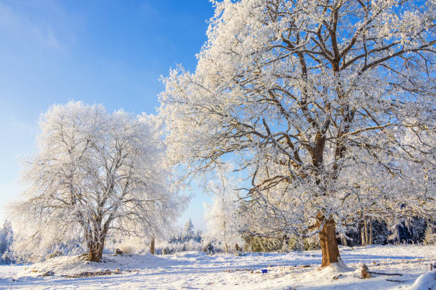 istock Hoarfrost on the trees in a snowy meadow a cold winter day 2182993170