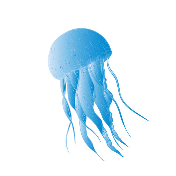 istock Vector beautiful jellyfish. Hand painted sketch. Graphic clip art isolated on background. Underwater illustration. For designers, invitations, decoration, postcards, wrapping paper, scrapbooking, covers 2182996094