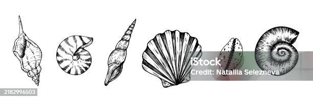 Shell String Graphic Vector Set Of Beautiful Shells Hand Painted Line Seashell Graphic Clip ...