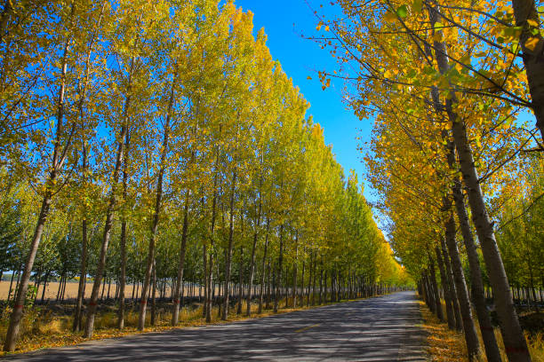 Asphalt road through colorful deciduous forest in the autumn,as smart as a new pin