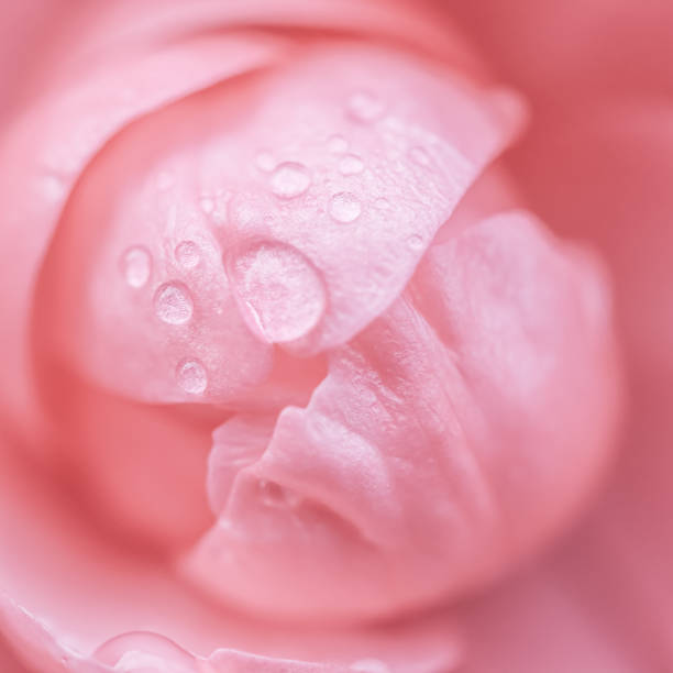 istock Pink rose flower. Macro flowers background for holiday design 2182998584