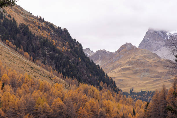 A valley filled with golden autumn trees slopes up towards rugged mountains under a cloudy sky.