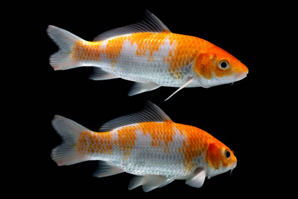 istock Goldfish isolated on black background. Wakin Goldfish 2182999317