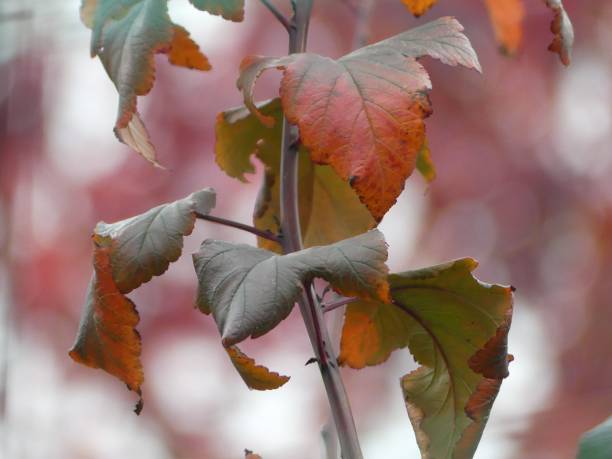 istock Autumn Leaves Close-Up 2183000702