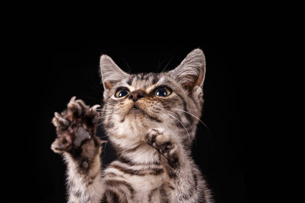 istock A cute little cat in the background 2183005499