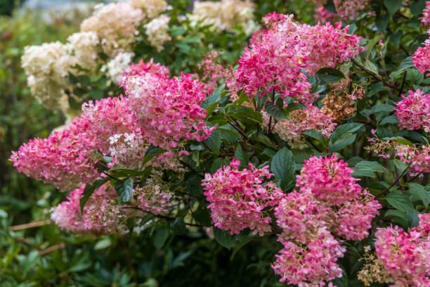istock Hydrangea paniculata Vanille Fraise on a stem 2183005787