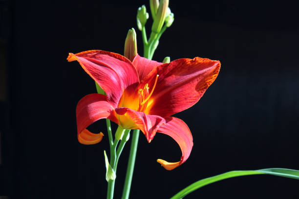 Red daylily flower against a black background
