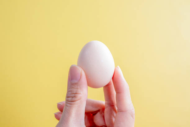 istock A hand holding a white egg against a plain yellow background, creating a simple and minimalist composition. The image is ideal for concepts related to food, nutrition, or cooking ingredients 2183008877