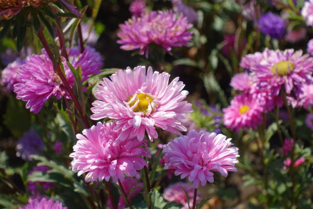 istock Multiple pink flowers of China asters in mid September 2183009686