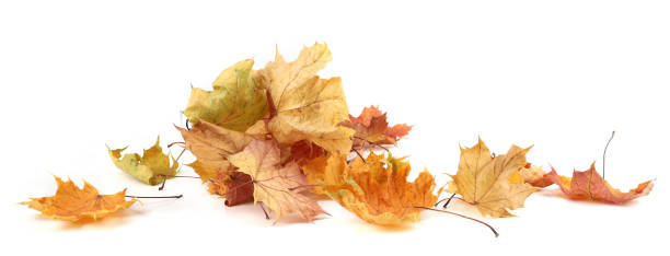 istock Autumn leaves background with copy space. 2183009714
