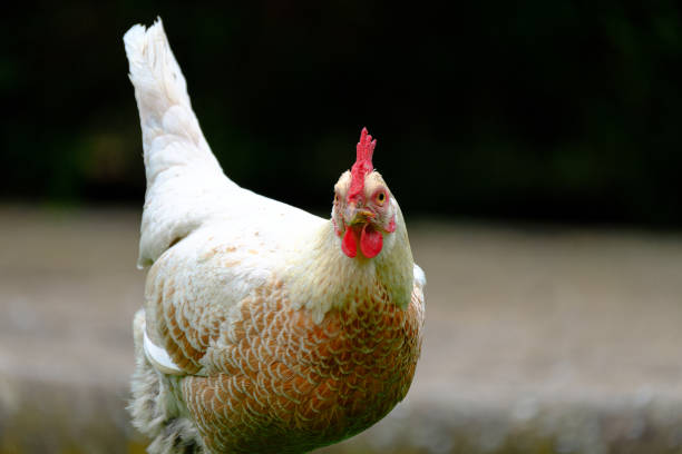 istock Young bantam hen seen looking at the photographer. 2183010784