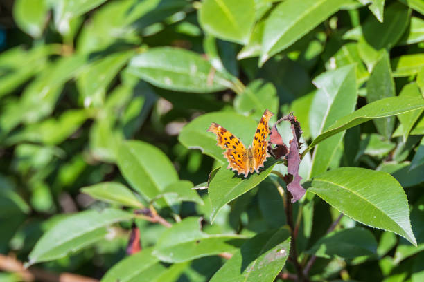 male specimen of common mormon butterfly, Papilio polytes, Papilionidae