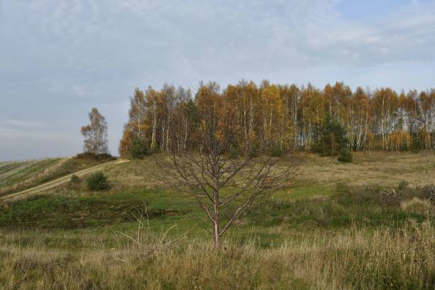istock Autumn landscape with lone tree and birch forest. 2183011258
