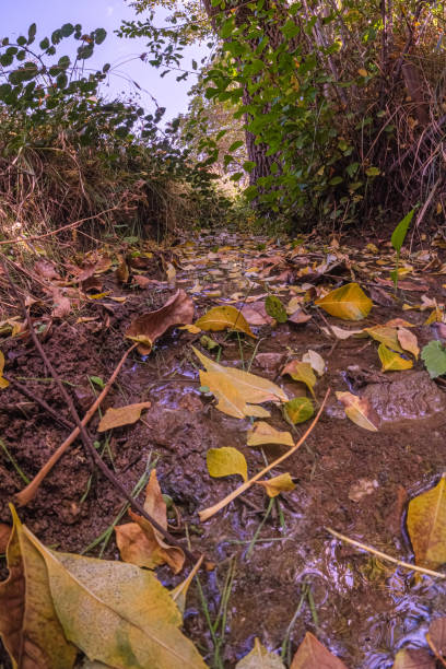 istock Fallen yellow and brown leaves cover muddy forest trail after a light rain. 2183012582
