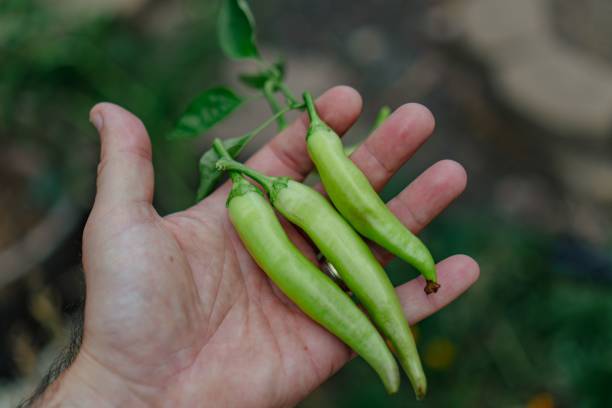istock Hands holding fresh chili peppers 2183015030