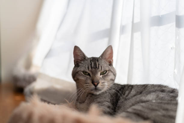 istock Cute cat relaxing by the window 2183016620