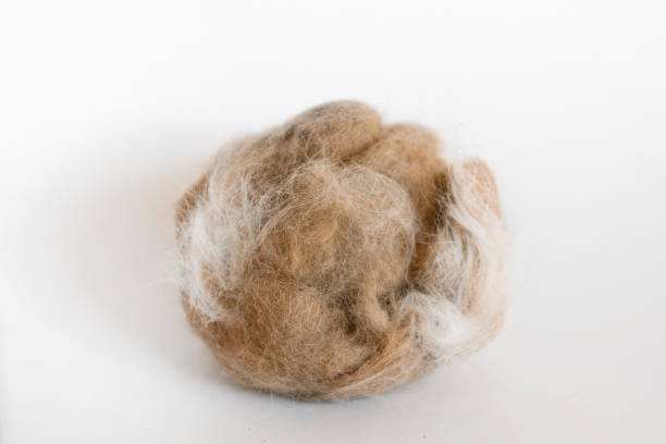 istock lump of cat hair 2183017503