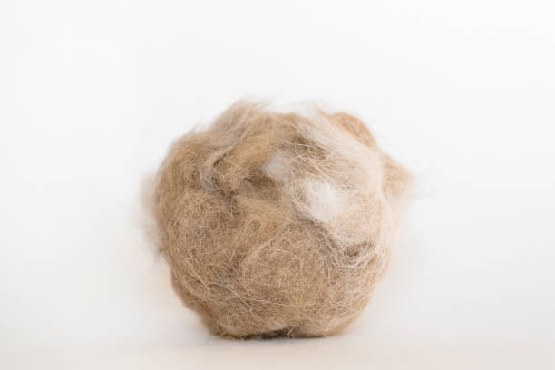 istock lump of cat hair 2183017504