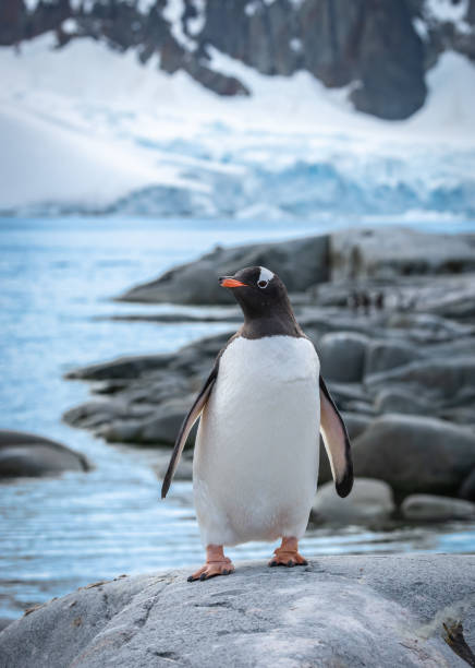istock Gentoo Penguin Standing on Rock, Petermann Island, Antarctica. 2183018213