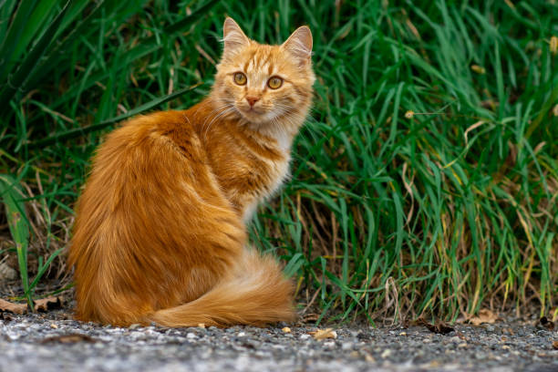 Red kitten walks along the street alone