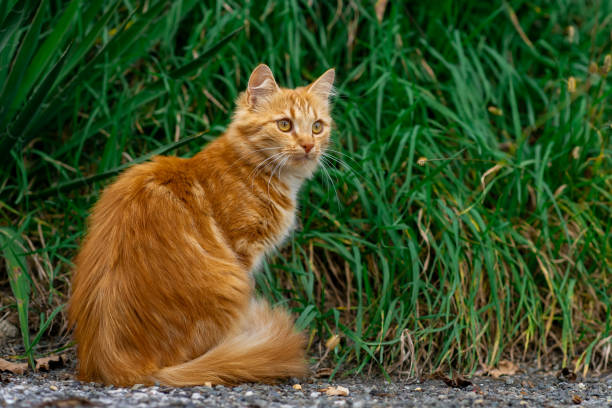 istock Red kitten walks along the street alone 2183018776