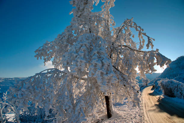 Icy mountain road against snow covered tree