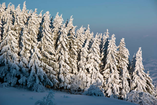 Fir trees covered with snow on the mountainside